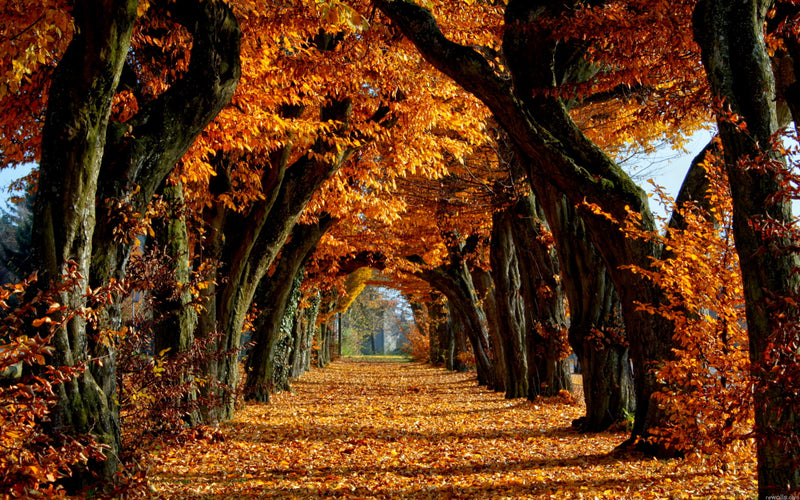 Teintes feuilles séchées