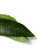 Feuilles vertes artificielles (36 pcs) | Eichholtz Strelitzia | OROA.fr