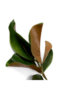 Feuillage vert brillant (24 pcs) | Eichholtz Magnolia Leaves | OROA.fr