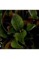 Feuillage vert brillant (24 pcs) | Eichholtz Magnolia Leaves | OROA.fr