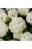 Bouquet de fleurs artificielles boule de neige blanche (36 pièces) | Eichholtz Hydrangeas | OROA.fr