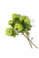Bouquet de fleurs artificielles boule de neige verte (36 pièces) | Eichholtz Hydrangeas | OROA.fr