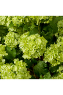 Bouquet de fleurs artificielles boule de neige verte (36 pièces) | Eichholtz Hydrangeas | OROA.fr