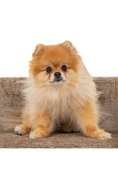 Lit Pour Animal en Chenille | Richmond Bingo | OROA.fr