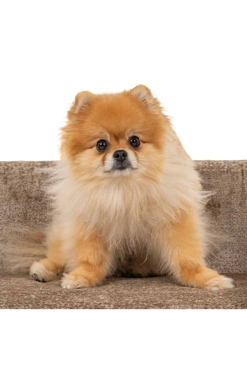 Lit Pour Animal en Chenille | Richmond Bingo | OROA.fr